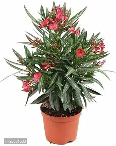 Platone Kaner Plant Kaner_Nerium Oleander