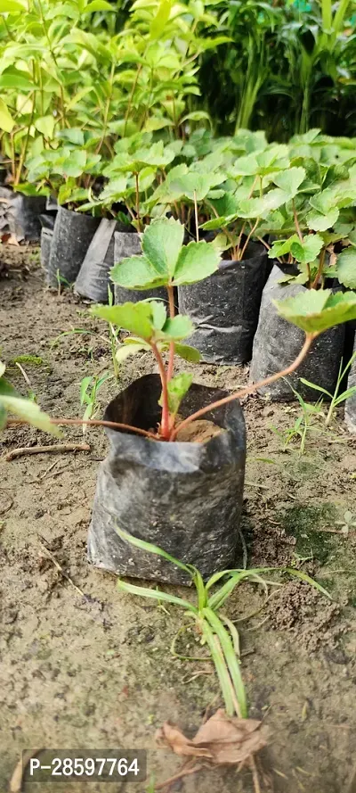 Platone Strawberry Plant strawberry-thumb2