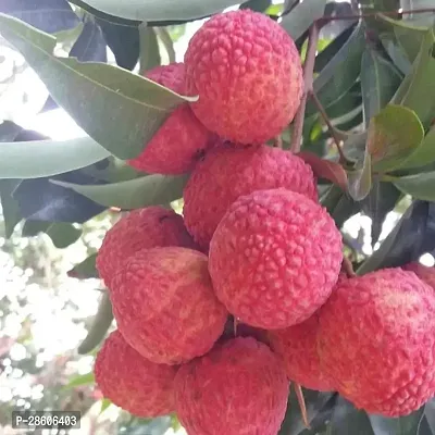 Platone Litchi Plant Indian Early Large Red Grafted Sweet Tasty Hybrid Litchi Plant.-thumb0