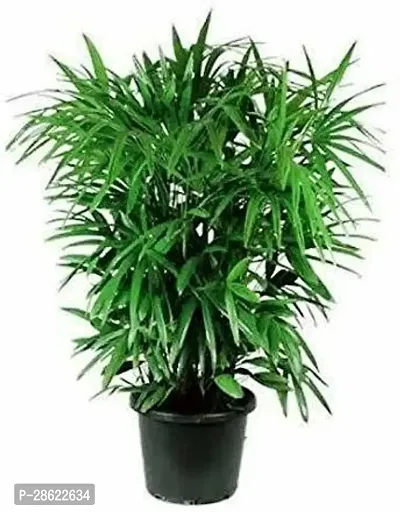 Platone Areca Plam Live Lady PalmRhapis Palm - Air Purify Plants