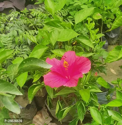 Platone Hibiscus Plant Premium Pink Jaba Tree