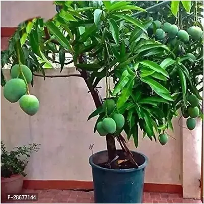 Platone Mango Plant 1n01