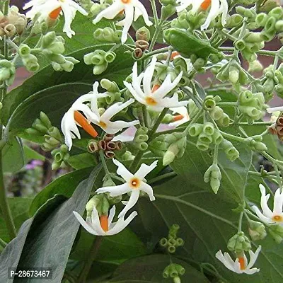 Platone Night Bloom Jasmine Plant JHNM73-thumb0