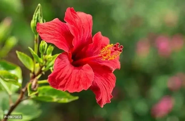 Platone Hibiscus Plant Joba flower plant-thumb0