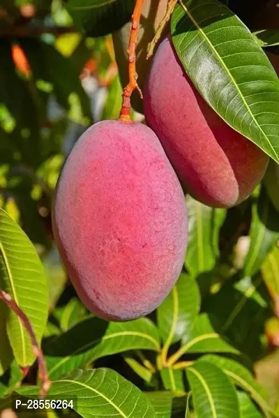 Platone Mango Plant ma01