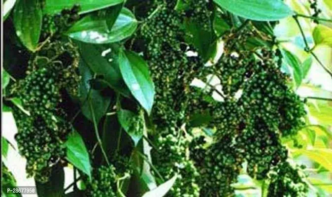 Platone Black Pepper Plant Tropical Spice Plant (Live) High Yielding Dwarf Variety Thekkan Bunch Black Pepper Spice Plant - 1 Healthy Live Plant with Plastic Bag-thumb0