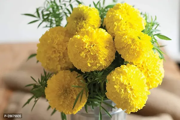 Platone Marigold Plant Marigold plant 17-thumb0