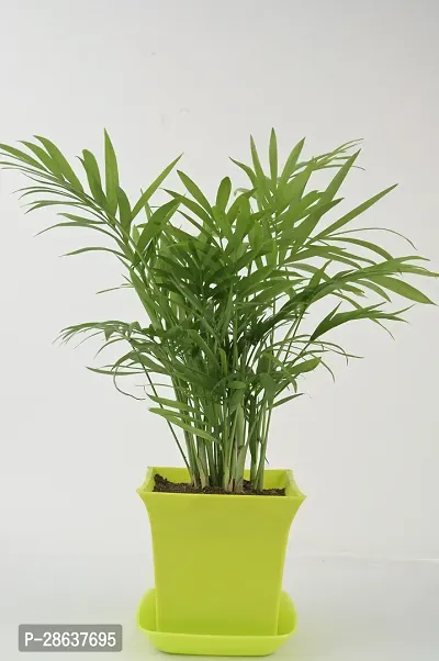 Platone Areca Palm chamaedorea plant with light green square pot