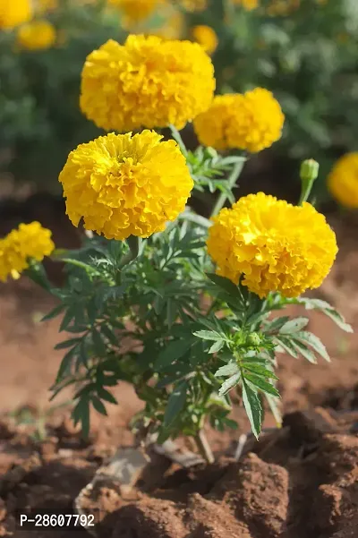 Platone Marigold Plant Marigold Plant-thumb0