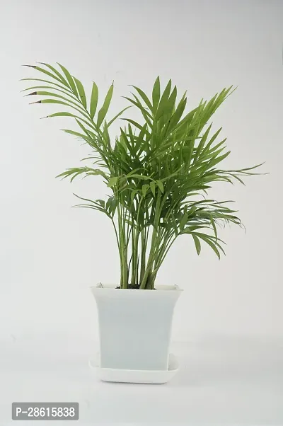 Platone Areca Palm chamaedorea plant with Sqaure white pot