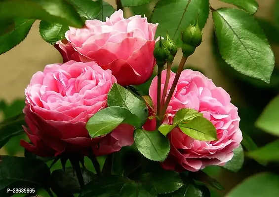 Platone Rose Plant Rose Plant