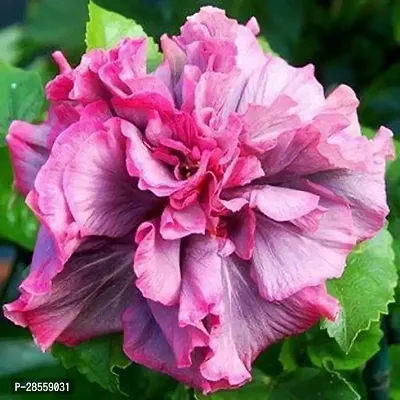 Platone Hibiscus Plant hibt01