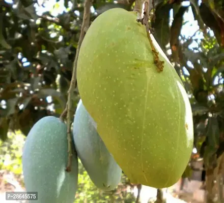 Platone Mango Plant Brunei King 4KG Variety Grafted Fruit Live PlantsTree(1.5-2 Ft Size)-thumb2