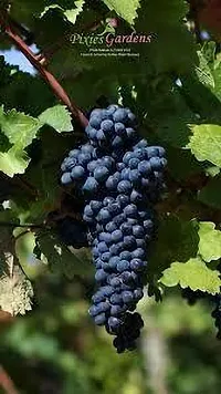 Platone Grape Plant GRAPES PLANT VV775-thumb1