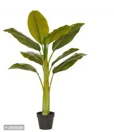 Platone Banana Plant E-GRDN_168