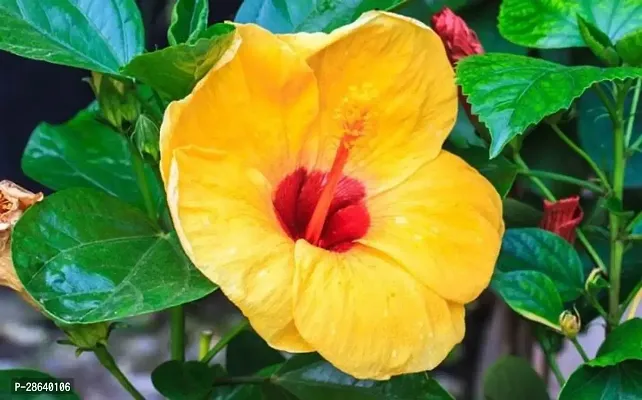 Platone Hibiscus Plant 14Hibiscus Hybrid Plant-thumb0