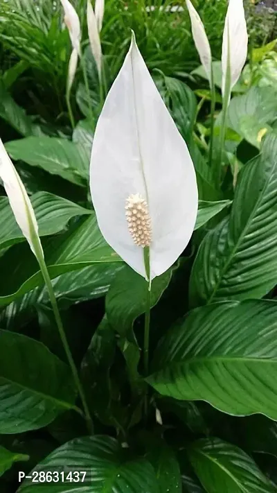 Platone Peace Lily Plant Peace Lily Indoor Flower Plants-thumb2