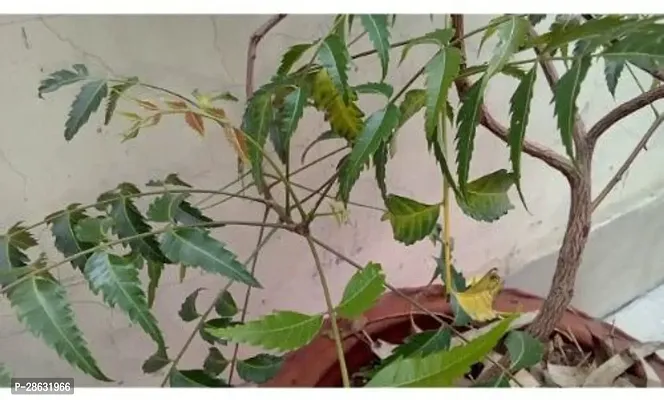 Platone Neem Plant Neem Plant