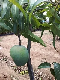 Platone Mango Plant LiveBadami Mango Grafted Plant-thumb2