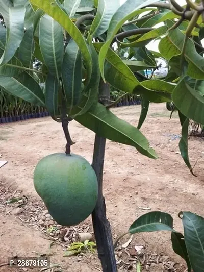 Platone Mango Plant LiveBadami Mango Grafted Plant-thumb3