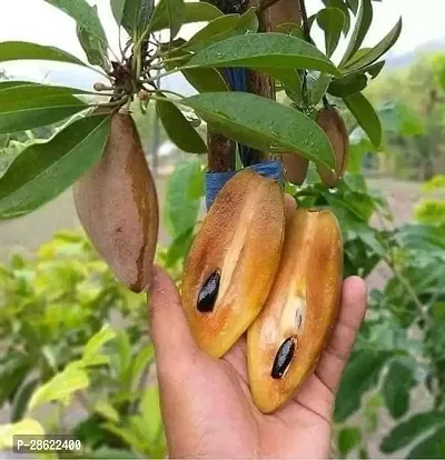 Platone Chiku Plant Banana