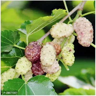 Platone ShahtootMulberry Plant ShahtootMulberry White King Fruit Plant-thumb0