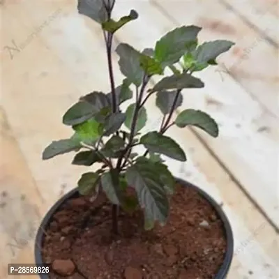 Platone Tulsi Plant PLT-192