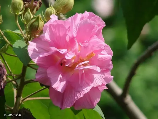 Platone Lotus Plant Pink Land Lotus Flower Plant