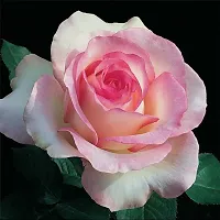 Platone Rose Plant Rose (Pink White) - Plant Flowering Perfect plant for outdoor garden and sunny balcony-thumb1