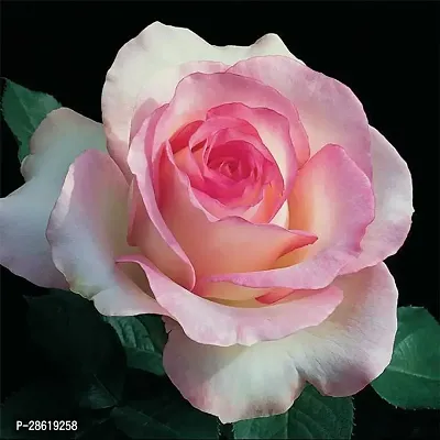 Platone Rose Plant Rose (Pink White) - Plant Flowering Perfect plant for outdoor garden and sunny balcony-thumb2