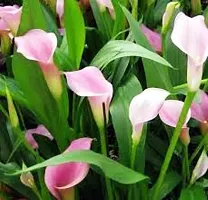 Platone Peace Lily Plant Pink Peace Lily CharmingDecorative Flower Live Plant-thumb1