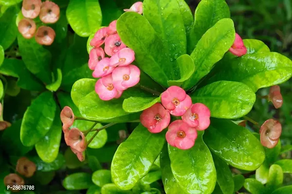 Platone Euphorbia Francoisii Plant EUPHORBIA PLANT EH3-thumb2