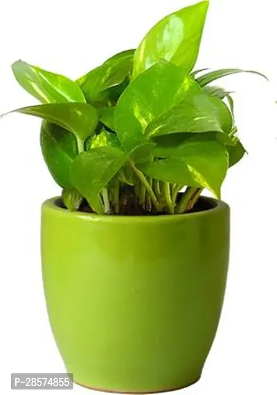 Platone Money Plant PLMPCEPE-G