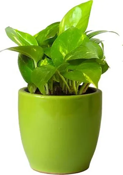 Trendy Plant & Planters 