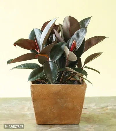 Platone Rubber Tree Rubber Plant-thumb0