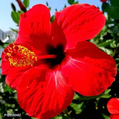 Platone Hibiscus Plant Red Hibiscus flower plant with growing bag FN5303