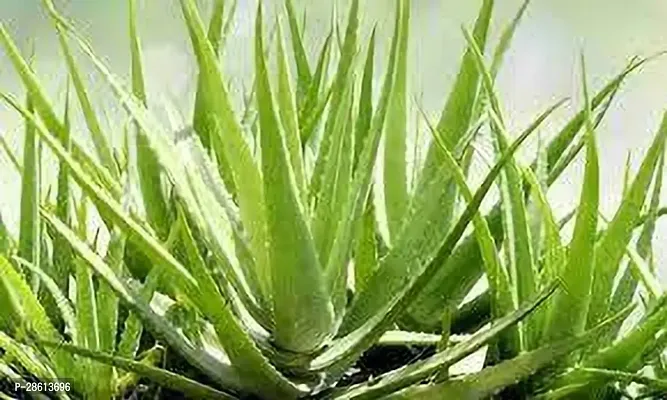 Platone Aloe Vera Plant Aloe Vera Plant 087