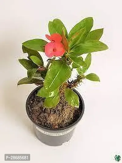 Platone Euphorbia Francoisii Plant EUPHORBIA PLANT EE66-thumb0