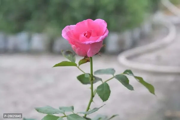 Platone Rose Plant rose live plant20026