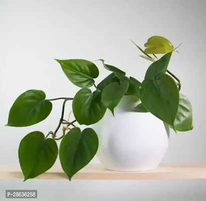 Platone Money Plant money plant901