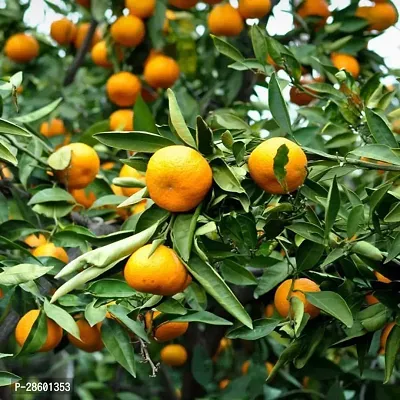 Platone Orange Plant STR