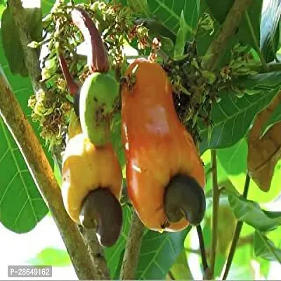 Platone Cashew Apple Plant KAJU BADAM PPL21-thumb2