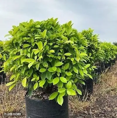 Platone Ficus Plant Ficus Plant