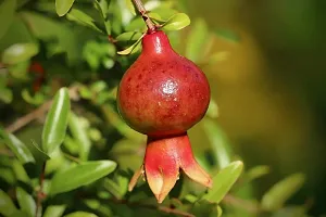 Platone Pomegranate Plant importedPomegranate Plant-55-thumb2