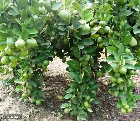 Platone Lemon Plant LEMON30