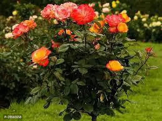 Platone Rose Plant CLOURFUL ROSE PLANT