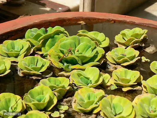 Platone Water Cabbage Plant WATER CABBAGE PLANT-thumb0