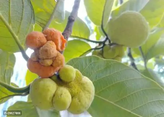 Platone ZZ Plant Monkey jack Famous Bangladeshi Rare Exotic Fruit Live Plant.