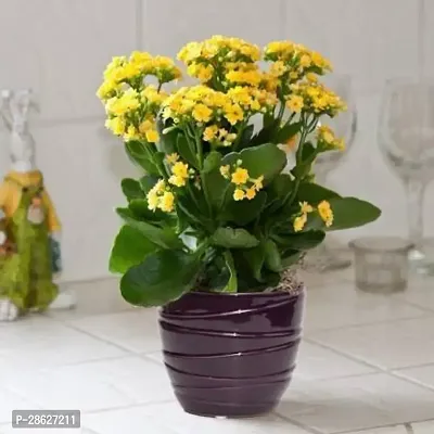 Platone Kalanchoe Plant Hybrid Kalancho Flower plant_141