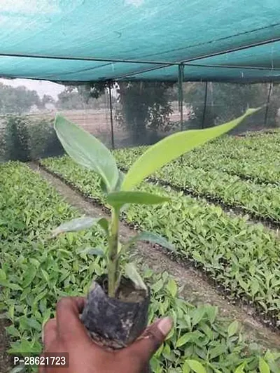 Platone Banana Plant ELA33-thumb0